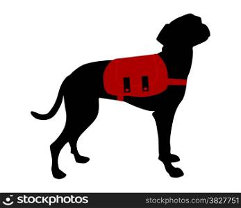 Dog with rucksack
