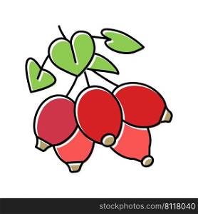 dogrose berry color icon vector. dogrose berry sign. isolated symbol illustration. dogrose berry color icon vector illustration