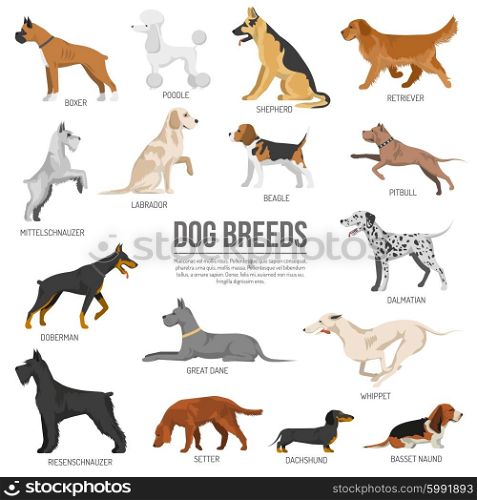 Dogs breed set. Dogs breed set with bull terrier boxer poodle isolated vector illustration