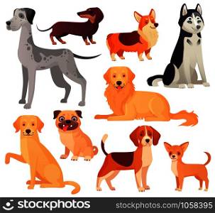 Dogs pets character. Labrador dog, golden retriever and husky. Sitting pug, chihuahua and dachshund. Cartoon domestic dogs pedigree vector isolated illustration icons set. Dogs pets character. Labrador dog, golden retriever and husky. Cartoon vector isolated illustration set