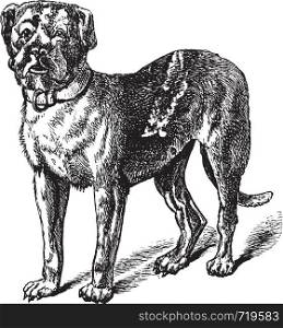 Dogue or Dogue de Bordeaux or Bordeaux Mastiff or French Mastiff or Bordeauxdog or Canis lupus familiaris, vintage engraving. Old engraved illustration of Dogue.