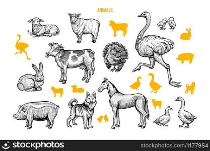 Domestic animals hand drawn illustrations set. Poultry and cattle engraved drawings and silhouettes isolated on white background. Rural wildlife, farming symbols. Ostrich, cow, horse and lambs. Farm animals hand drawn vector illustrations set
