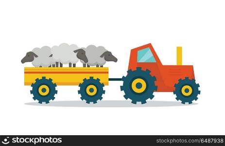 Domestic animals transportation vector. Flat design. Tractor with trailer caring sheep. Cattle mowing on farm illustration. Farming concept for meat, agricultural, transport companies. On white.. Domestic Animals Carriage Vector Illustration. . Domestic Animals Carriage Vector Illustration.