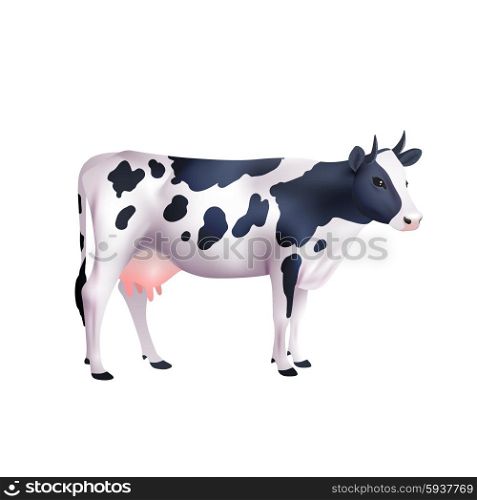 Domestic black and white spotted cow isolated on white background realistic vector illustration. Cow Realistic Illustration