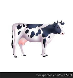 Domestic black and white spotted cow isolated on white background realistic vector illustration. Cow Realistic Illustration