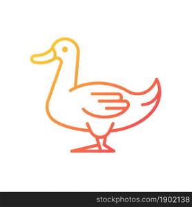 Domestic duck gradient linear vector icon. Poultry farming industry. Domestic bird raising for meat, eggs and down. Thin line color symbol. Modern style pictogram. Vector isolated outline drawing. Domestic duck gradient linear vector icon