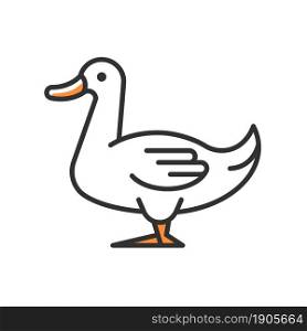 Domestic duck RGB color icon. Poultry farming industry. Domestic bird raising for meat, eggs and down. Commercial duck growing. Isolated vector illustration. Simple filled line drawing. Domestic duck RGB color icon