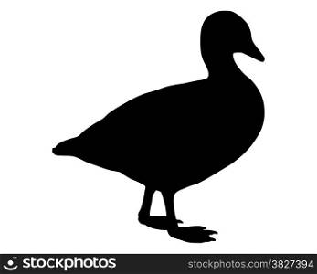 Domestic Goose silhouette