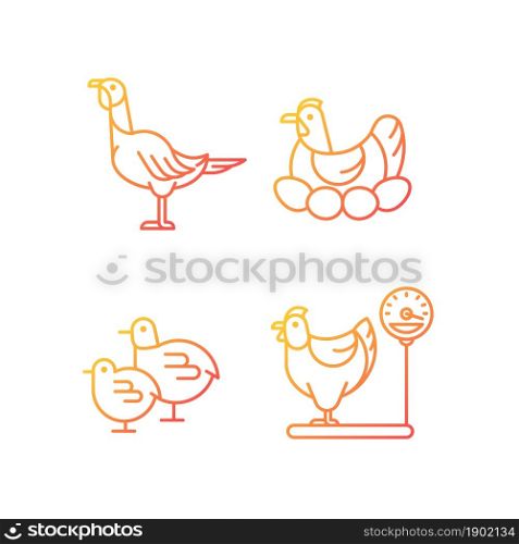 Domestic hens gradient linear vector icons set. Female birds. Turkey and chicken. Brood hen. Poultry farming. Thin line contour symbols bundle. Isolated outline illustrations collection. Domestic hens gradient linear vector icons set