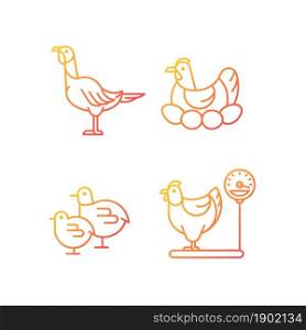 Domestic hens gradient linear vector icons set. Female birds. Turkey and chicken. Brood hen. Poultry farming. Thin line contour symbols bundle. Isolated outline illustrations collection. Domestic hens gradient linear vector icons set