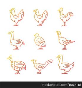 Domesticated birds gradient linear vector icons set. Chicken and geese growth. Bird raising. Commercial poultry farming. Thin line contour symbols bundle. Isolated outline illustrations collection. Domesticated birds gradient linear vector icons set