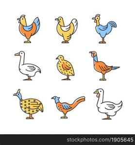 Domesticated birds RGB color icons set. Chicken and geese growth. Bird raising for meat and eggs. Commercial poultry farming. Isolated vector illustrations. Simple filled line drawings collection. Domesticated birds RGB color icons set