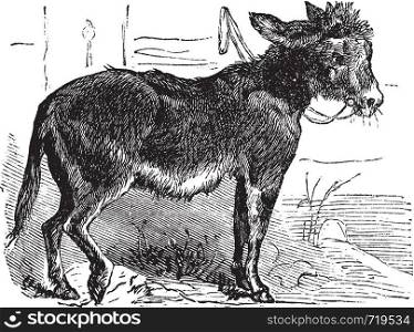 Domesticated donkey, ass, asinus vulgaris or Equus africanus asinus old vintage engraving. Donkey eating grass, engraved illustration in vector.