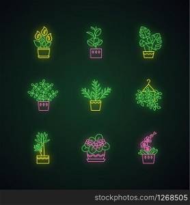 Domesticated plants neon light icons set. Houseplants. Indoor plants. African violet, ficus, monstera. Peace lily, pothos. Signs with outer glowing effect. Vector isolated RGB color illustrations