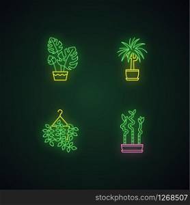Domesticated plants neon light icons set. Houseplants. Ornamental indoor plants. Pothos, dracaena. Monstera, lucky bamboo. Signs with outer glowing effect. Vector isolated RGB color illustrations