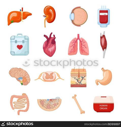 Donate organs icons set cartoon vector. Human donor. Medical time. Donate organs icons set cartoon vector. Human donor