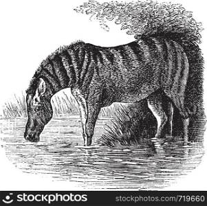 Donkey or Equus asinus, vintage engraving. Old engraved illustration of a Donkey.