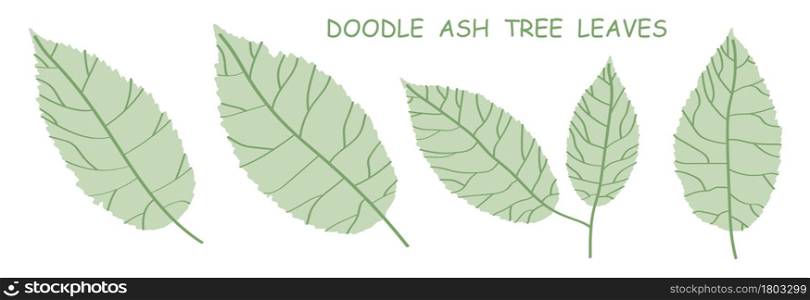 doodle ash tree leaves isolated on white background. Autumn fallen leaves of ash tree. Vector