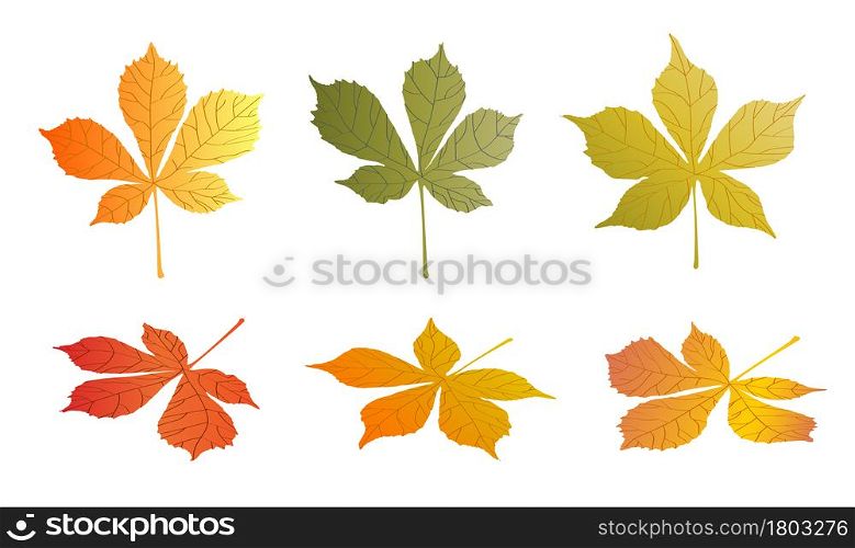 doodle CHESTNUT tree leaves isolated on white background. Autumn fallen leaves of CHESTNUT tree. Harvesting. Vector