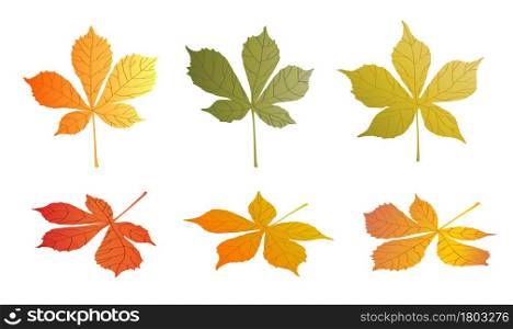 doodle CHESTNUT tree leaves isolated on white background. Autumn fallen leaves of CHESTNUT tree. Harvesting. Vector