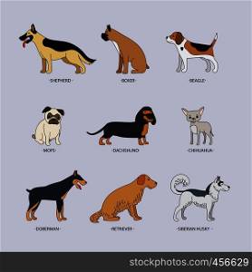 Doodle dog breeds colored flat icons set. Vector illustration. Doodle dog breeds vector set