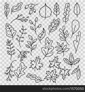 doodle hand drawnAutumn Leaves Set, Vector Illustration, Autumn leaves or fall foliage icons, Falling poplar, autumn leaves for seasonal holiday greeting card design