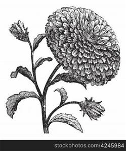 Double China Aster or Callistephus chinensis vintage engraving. Old engraved illustration of a China Aster.