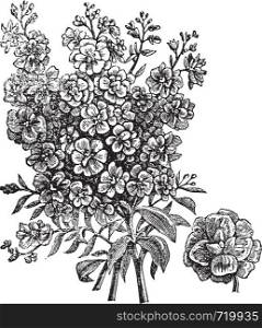 Double wallflower, vintage engraving. Old engraved illustration of Double wallflower, isolated on a white background.