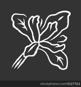 Douglas iris plant chalk icon. California blooming wildflower. Garden flower, weed. Iris douglasiana. Spring blossom. Isolated vector chalkboard illustration