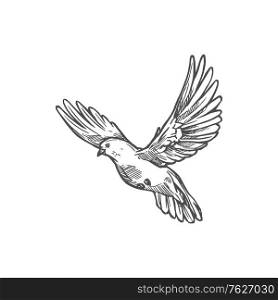 Dove bird, Easter and peace symbol. Vector white dove or pigeon sketch monochrome. Dove pigeon, flying bird sketch