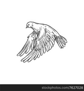 Dove bird flying, peace and love symbol. Vector sketch white dove or pigeon. Dove bird, pigeon peace and love sketch symbol