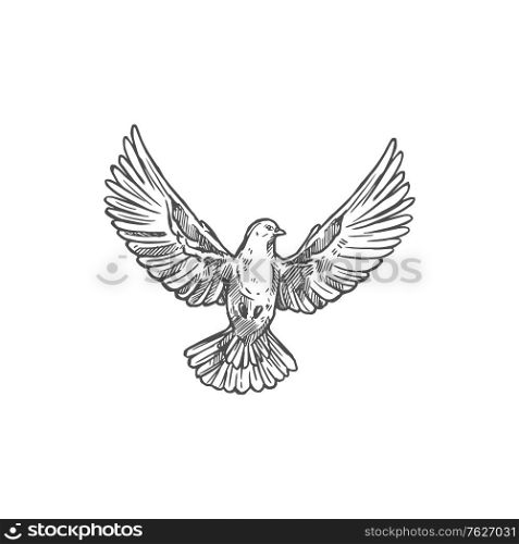 Dove bird front with spread wings. Vector flying dove pigeon sketch icon. Dove pigeon, bird spread wings sketch