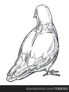 Dove or pigeon back, peace symbol isolated sketch animal vector. Bird standing backward, plumage, purity symbolic creature with beak and claws. Biology species, fauna and wedding ceremony element. Pigeon or dove isolated sketch icon, peace symbol