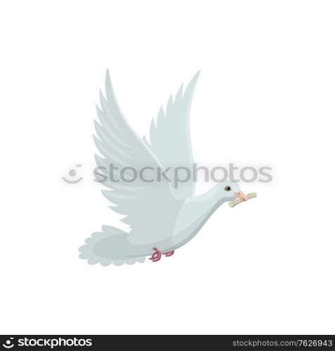 Dove with roll of newspaper in beak vector isolated icon. White pigeon, bird delivering mail. Newspaper in beak of dove vector