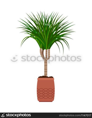 Dracaena house plant in flower pot vector illustration on white background. Dracaena house plant