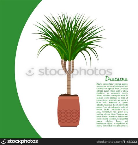 Dracaena indoor plant in pot banner template, vector illustration. Dracaena plant in pot banner