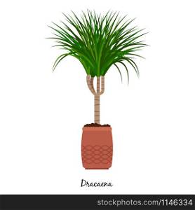 Dracaena plant in pot isolated on the white background, vector illustration. Dracaena plant in pot