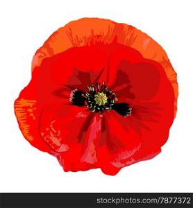 Drawing a single red poppy