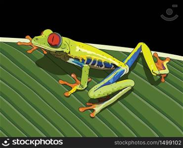 Drawing of a green frog (Agalychnis callidryas) on black background - Vector image