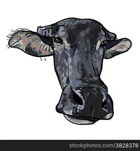 Drawing of buffalo head on white background