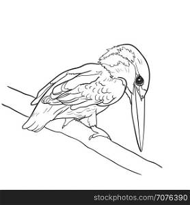 Drawing of common kingfisher bird hold on twig,vector illustration