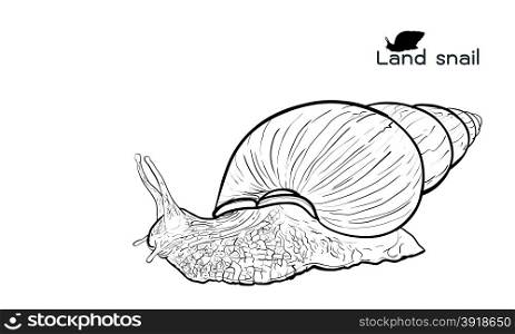 Drawing of crawling land snails on with white background