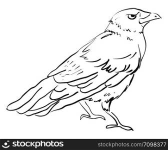 Drawing of crow, illustration, vector on white background.