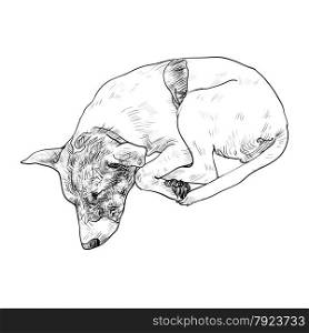 Drawing of cute dog sleeping