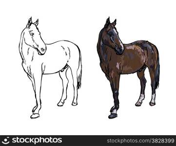 Drawing of elegance horse on white background