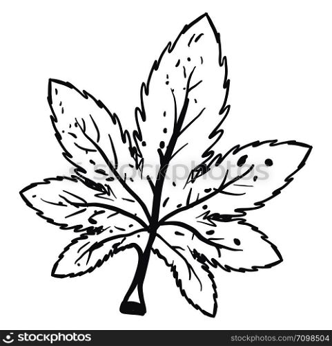 Drawing of marijuana, illustration, vector on white background.