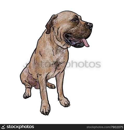 Drawing of mastiff dog on sitting pose on white background