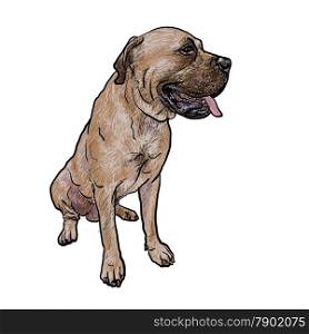 Drawing of mastiff dog on sitting pose on white background
