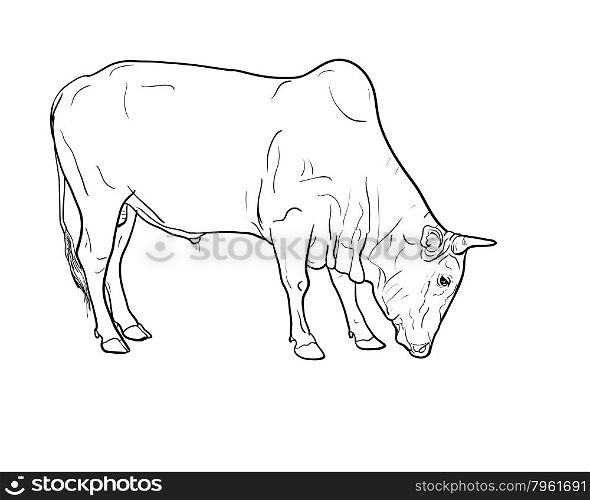 Drawing of ox isolated on white background