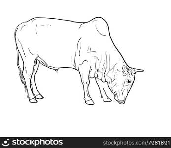 Drawing of ox isolated on white background